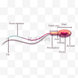 生物繁殖图片_人体精子细胞解剖图