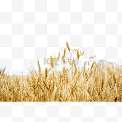 小麦麦田