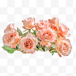 摄影高清图片_高清免扣花卉摄影粉玫瑰设计素材