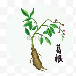 中草药中药植物葛根