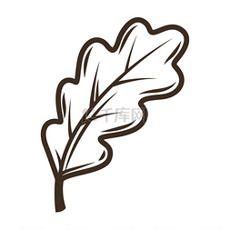 橡树叶子的插图雕刻手绘风格的物