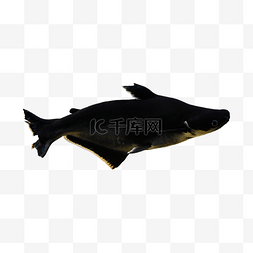 深海观赏鱼图片_水族馆黑色斧头鲨