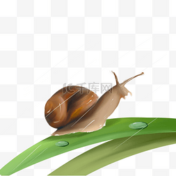 蜗牛赛跑图片_叶子上的蜗牛