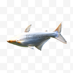 深海观赏鱼图片_白色鱼类斧头鲨