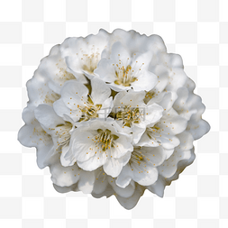 游园图片_白色花朵梨花