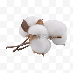 棉花白色保暖农作物植物