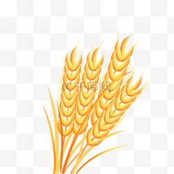 金色小麦五谷杂粮