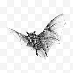 蝙蝠素描图片_蝙蝠素描风格飞行