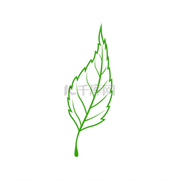 卡通勾勒图片_孤立的榆树叶植物标志矢量绿色的
