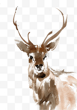 棕色可爱小鹿图片_正面的小鹿
