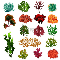 珊瑚插图图片_珊瑚和海藻。