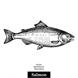 龙年背景海报图片_手绘素描海鲜矢量黑白复古三文鱼