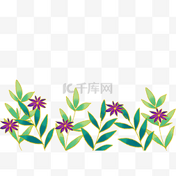 金边紫色花草