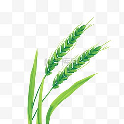 小麦播种机图片_绿色小麦麦穗