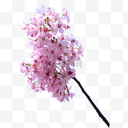 粉色小清新植物图片_粉色摄影樱花春季