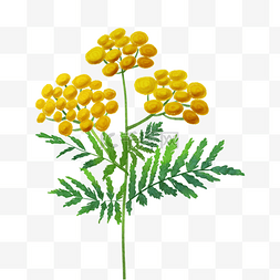艾菊黄色水彩花叶花卉