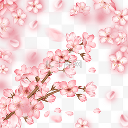 春季光效粉色樱花花枝花瓣飘落
