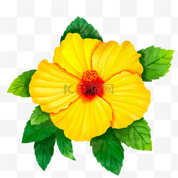 木槿花水彩图片_黄色的水彩风格木槿花