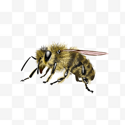 黄色飞翔的蜜蜂图片_飞翔的蜜蜂昆虫