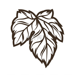 啤酒花叶子的插图雕刻手绘风格的