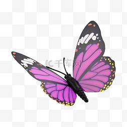 蝴蝶紫色动物