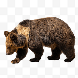 棕熊动物