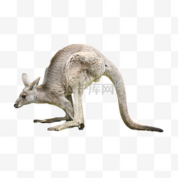 草原袋鼠图片_保护区澳大利亚野生袋鼠