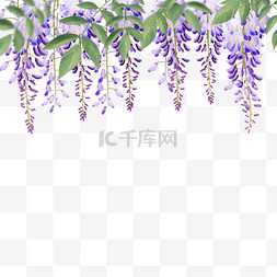 水彩花卉紫藤花叶子
