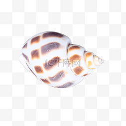 摄影图动物海岸海螺