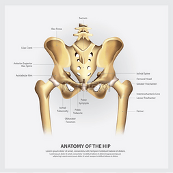 尾骨图片_髋关节矢量图解的人体解剖学