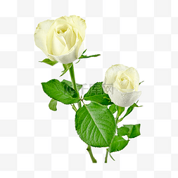 花瓣树叶绿叶图片_蔷薇花束白玫瑰