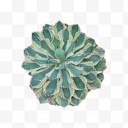 对称花图案图片_芦荟植物种植摄影图