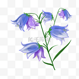 紫色花水彩图片_淡紫色婚礼水彩植物蓝铃花