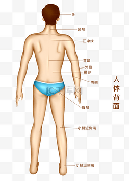 人背面图片_人体医疗组织器官人体示意图