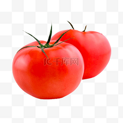 植物番茄图片_番茄植物健康蔬菜