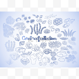 手绘海洋植物图片_珊瑚礁元素的集合