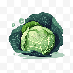 绿油油白菜图片_卡通蔬菜卷心菜白菜手绘