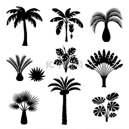 热带棕榈树集。