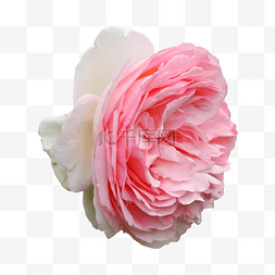 玫瑰花卉粉色装饰植物