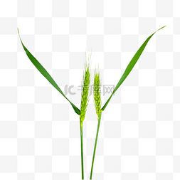农作物麦穗绿色麦子