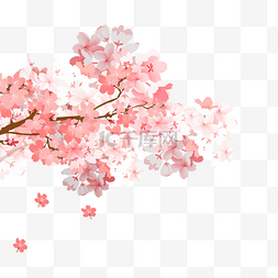 枇杷叶树枝图片_春季樱花树