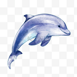 伸手灵活的水彩海豚