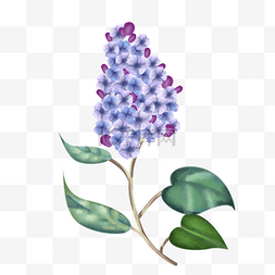 水彩紫色丁香欧丁香蓝紫色绽放花
