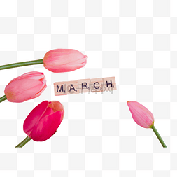 粉色花朵百合march三月