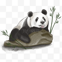 黑白水彩吃竹子的熊猫