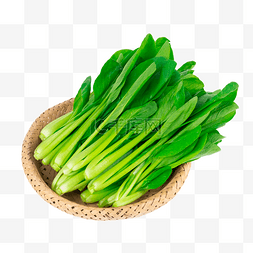 绿菜图片_有机蔬菜小油菜