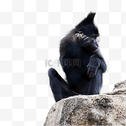 野生珍稀动物图片_黑猩猩野生动物园珍稀动物