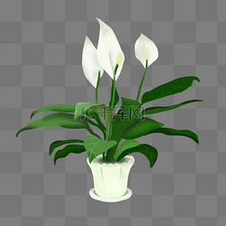 绿色白色花朵室内植物盆栽