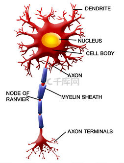 神经元细胞图片_神经元细胞