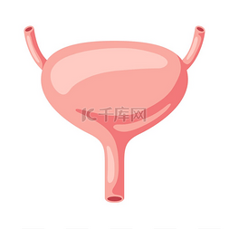 医疗插图图片_膀胱内部器官示意图人体解剖学医